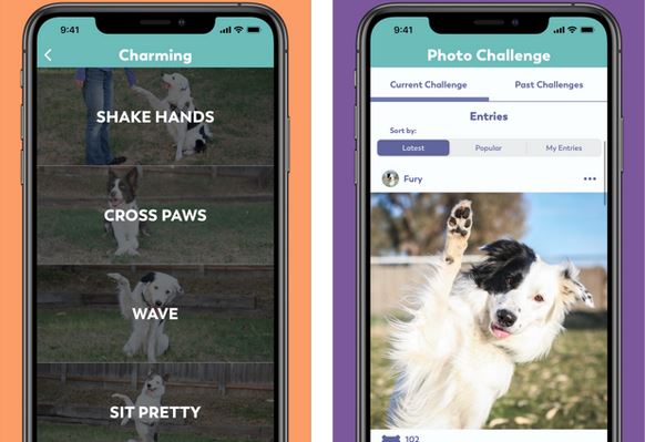 7 applications iPhone incontournables pour dresser son chien