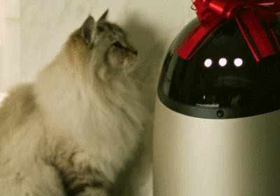 Distributeur de nourriture humide connecté Sphinx App avec reconnaissance faciale