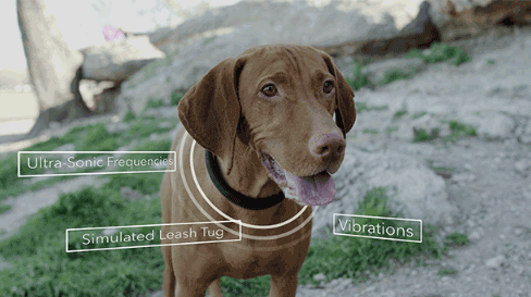 Suivi et entraînement de votre chien