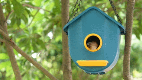 Trousse à oiseaux avec vision nocturne intelligente et dispositif anti-écureuil