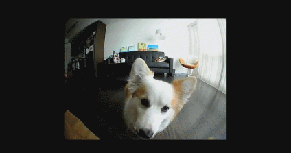 4 caméras de friandises pour animaux contrôlées par application