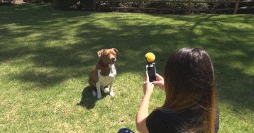 7 jouets intelligents et accessoires de smartphone pour les amoureux des animaux de compagnie