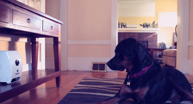 Caméra de traitement pour animaux Petzi : caméra pour animaux avec application