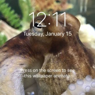 Comment créer des fonds d’écran dynamiques sur iPhone