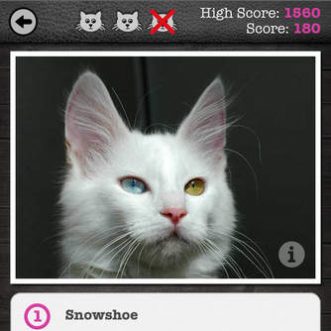 3 guides de chats pour iPhone