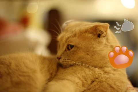 4 applications de caméra pour chats