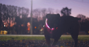 7 jouets intelligents et accessoires de smartphone pour les amoureux des animaux de compagnie