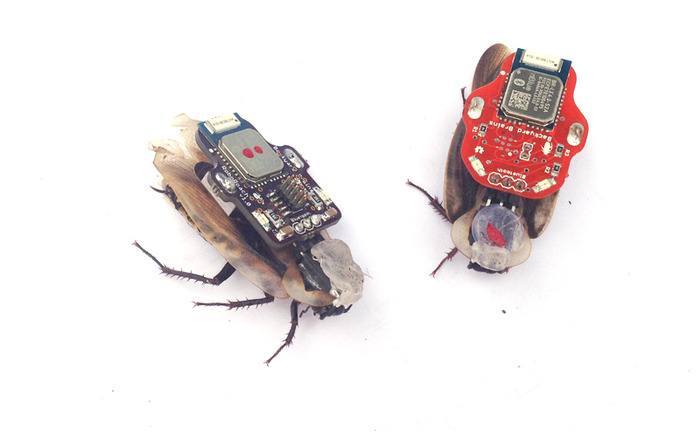 roboroach
