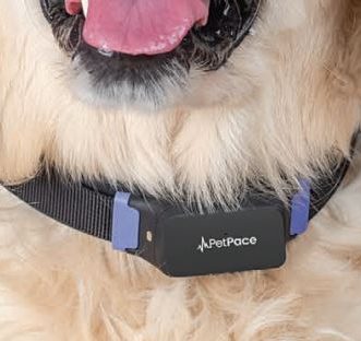 Collier intelligent pour animaux de compagnie PetPace 2.0, alimenté par l&rsquo;IA pour le suivi de la santé