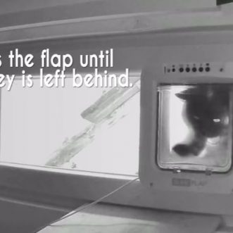 Mise à niveau de la chatière connectée ZeroMOUSE avec détection de proies et intelligence artificielle