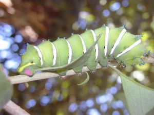 Le côté obscur du jailbreak : les vers informatiques attaquent