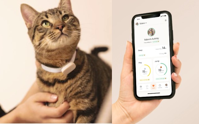 Collier connecté Moggie App pour le suivi d’activité de votre chat
