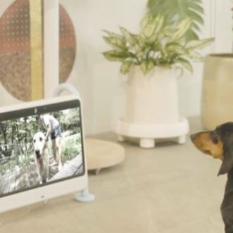Application DOGSPLAY pour télévision intelligente connectée pour chiens avec caméra