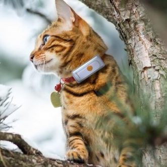 Collier GPS Connecté pour Chats Weenect Cats 2 – Application pour Localiser votre Chat