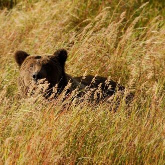 La Bank of America Merrill Lynch dégrade Apple alors que les actions chutent