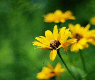 Actualités Apple de la semaine : rumeurs sur le WWDC 2015, bracelets pour Apple Watch tiers et plus