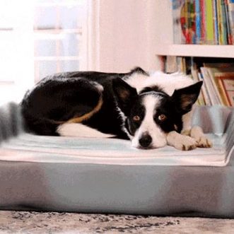 Litre de massage pour animaux de compagnie contrôlable par smartphone